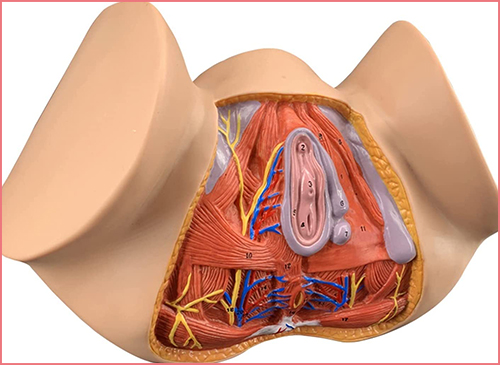 Vajina Dar mı Geniş mi Nasıl Anlaşılır?